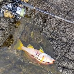 ヨコスジフエダイ