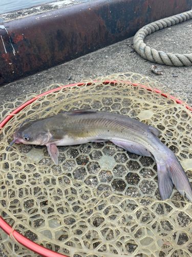 アメリカナマズの釣果