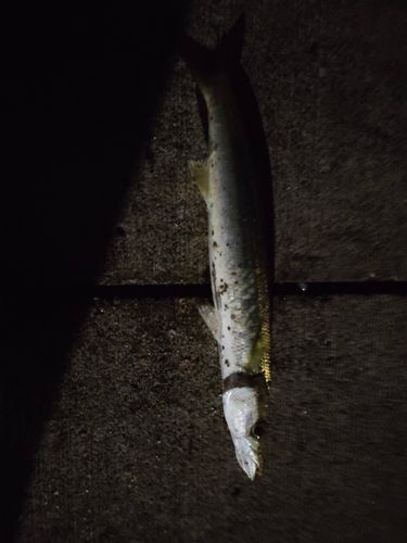 カマスの釣果