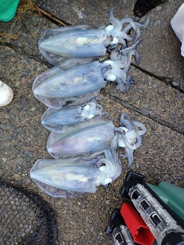 アオリイカの釣果