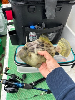 カワハギの釣果