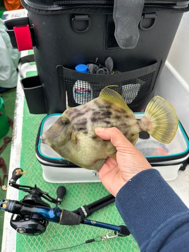 カワハギの釣果