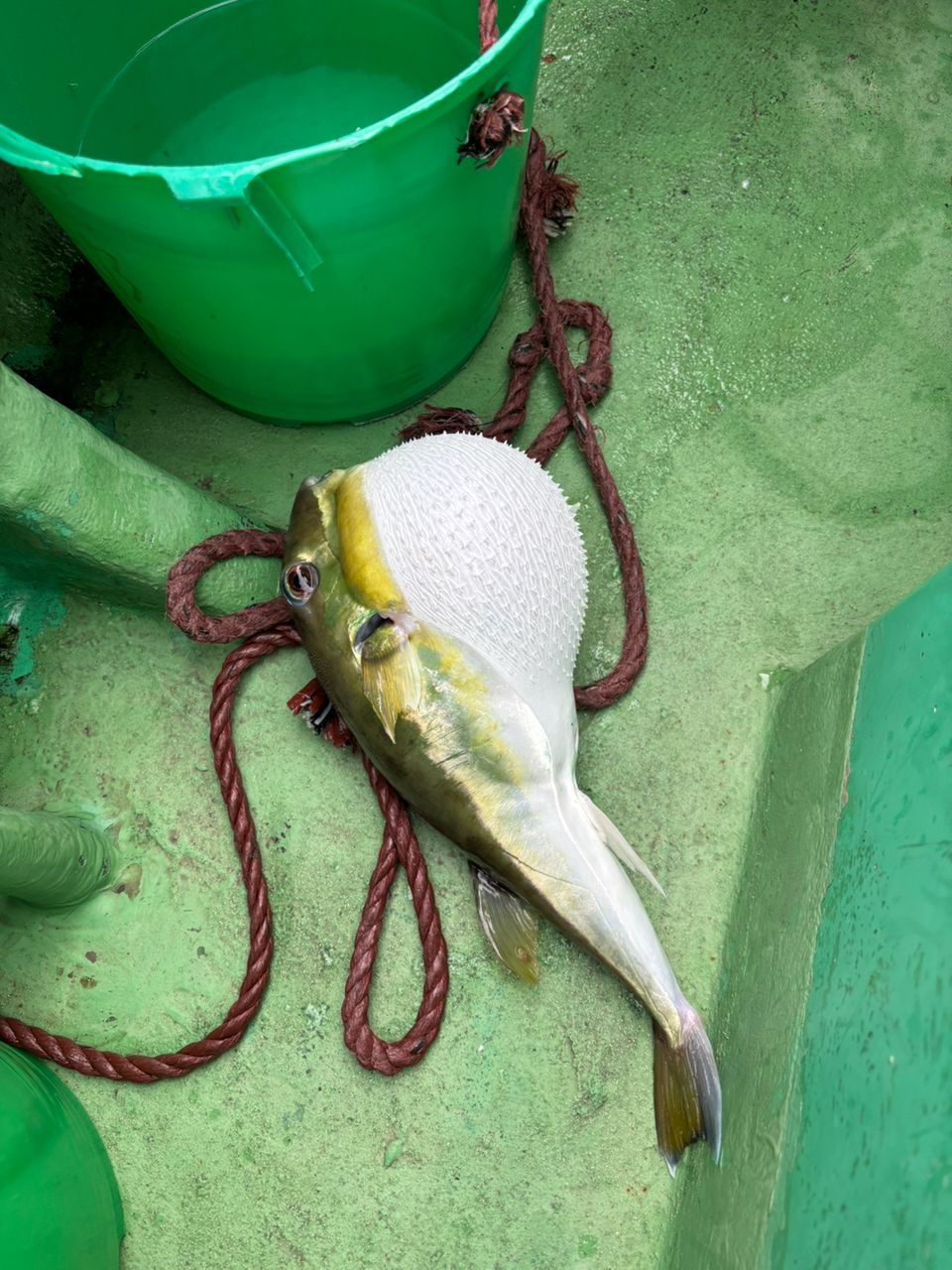 もふもふあきさんの釣果 2枚目の画像