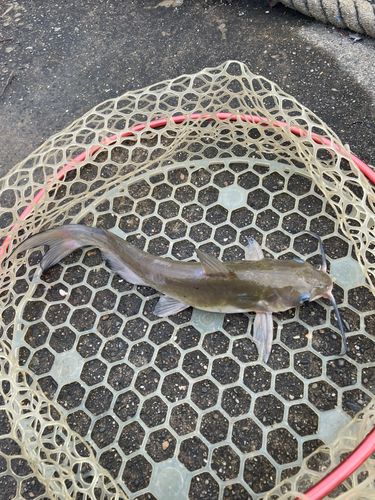 アメリカナマズの釣果