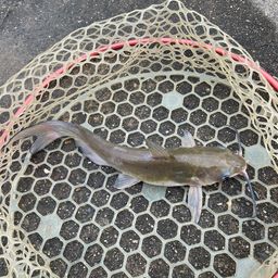 アメリカナマズ