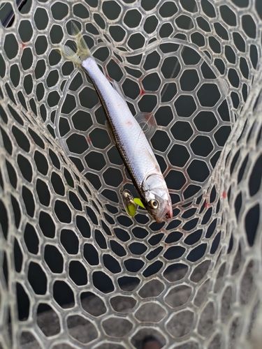 ケタバスの釣果