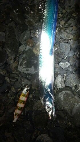 タチウオの釣果