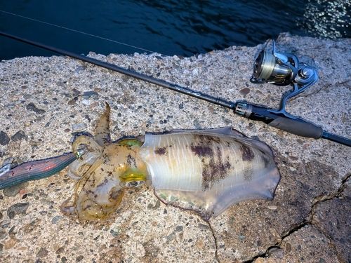 アオリイカの釣果