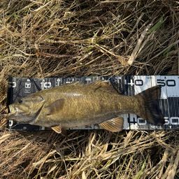 スモールマウスバス