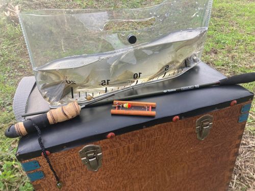 クチボソの釣果