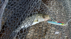 セイゴ(マルスズキ)の釣果