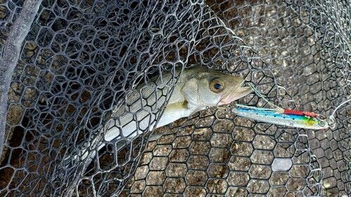 セイゴ（マルスズキ）の釣果