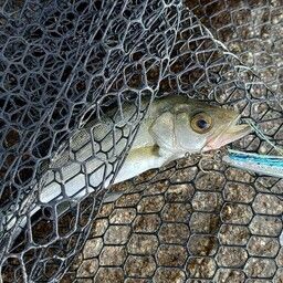 セイゴ（マルスズキ）