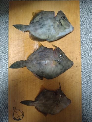 カワハギの釣果