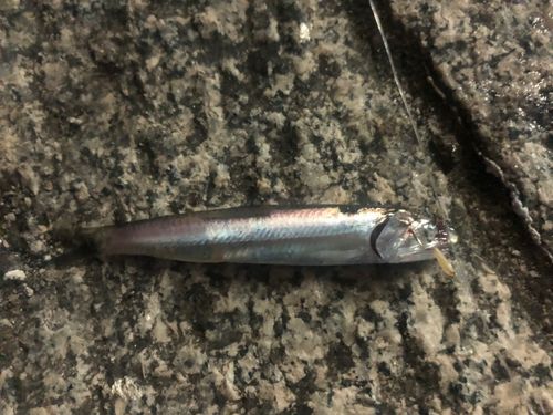 カタクチイワシの釣果