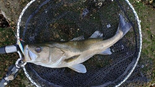 セイゴ（マルスズキ）の釣果