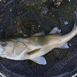 セイゴ（マルスズキ）