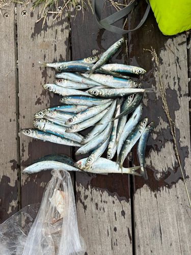 ウルメイワシの釣果