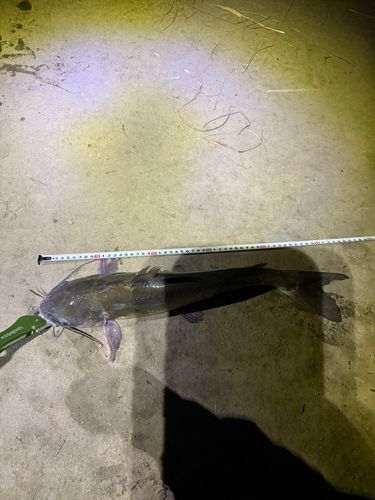 アメリカナマズの釣果