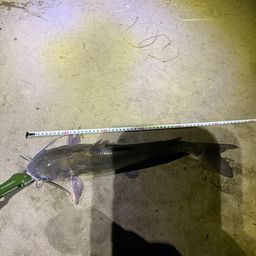 アメリカナマズ