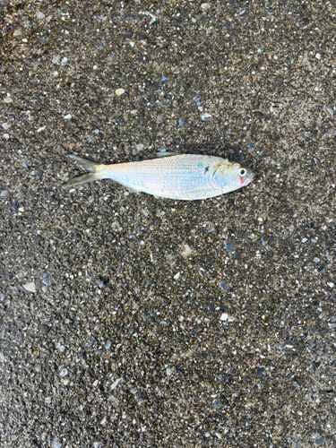 コノシロの釣果