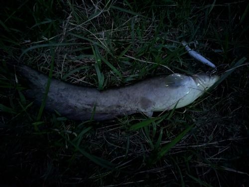 ナマズの釣果