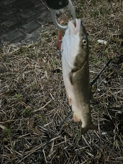 マルタウグイの釣果