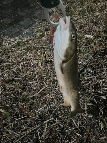 マルタウグイの釣果