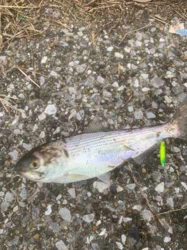 コノシロの釣果