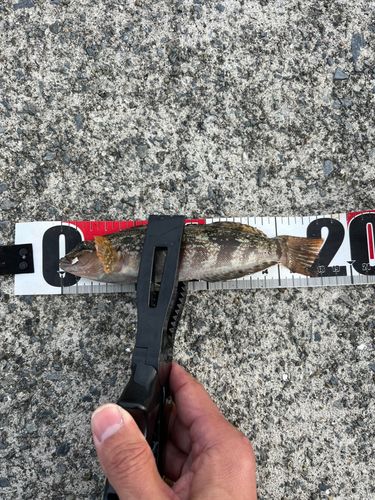 アイナメの釣果