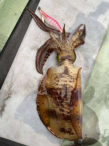 アオリイカの釣果