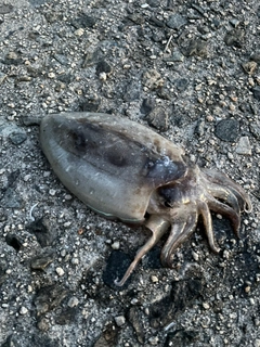 コウイカの釣果