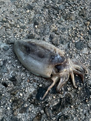 コウイカの釣果