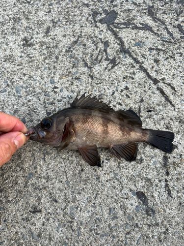 メバルの釣果