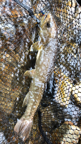 アメマスの釣果