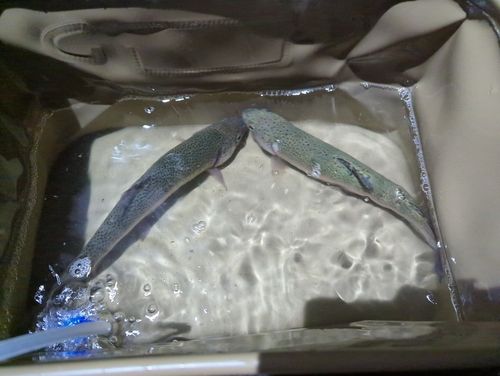 ニジマスの釣果