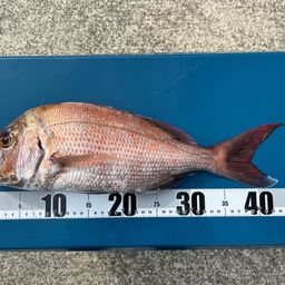 タイラバ　10月29日迄 2025年10月17日 タイラバ | 釣り船 美丸