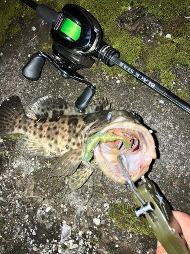 チャイロマルハタの釣果