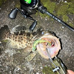 チャイロマルハタ