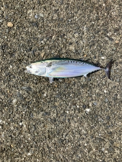 ヒラソウダの釣果