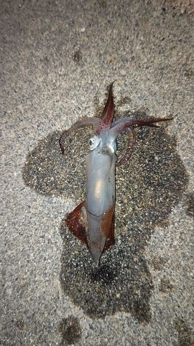 ヤリイカの釣果