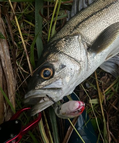 スズキの釣果