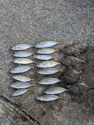 アジの釣果