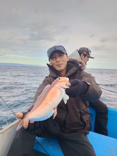 アマダイの釣果