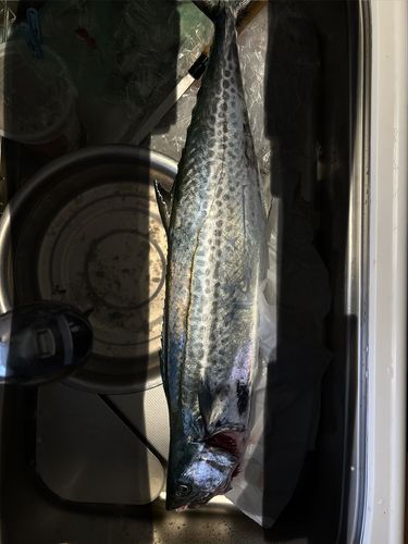 サワラの釣果