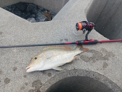 ハマフエフキの釣果