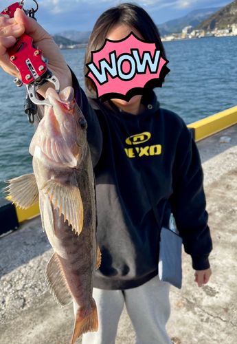 アイナメの釣果