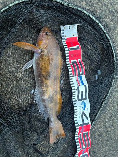 アイナメの釣果