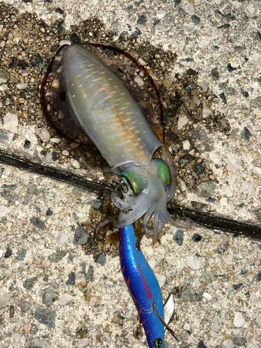 アオリイカの釣果