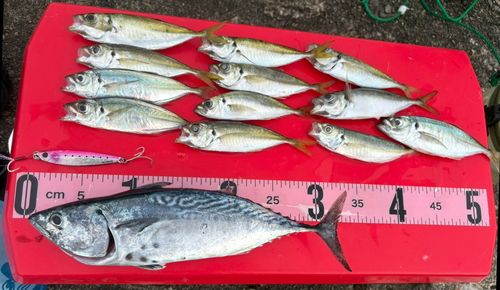 スマカツオの釣果